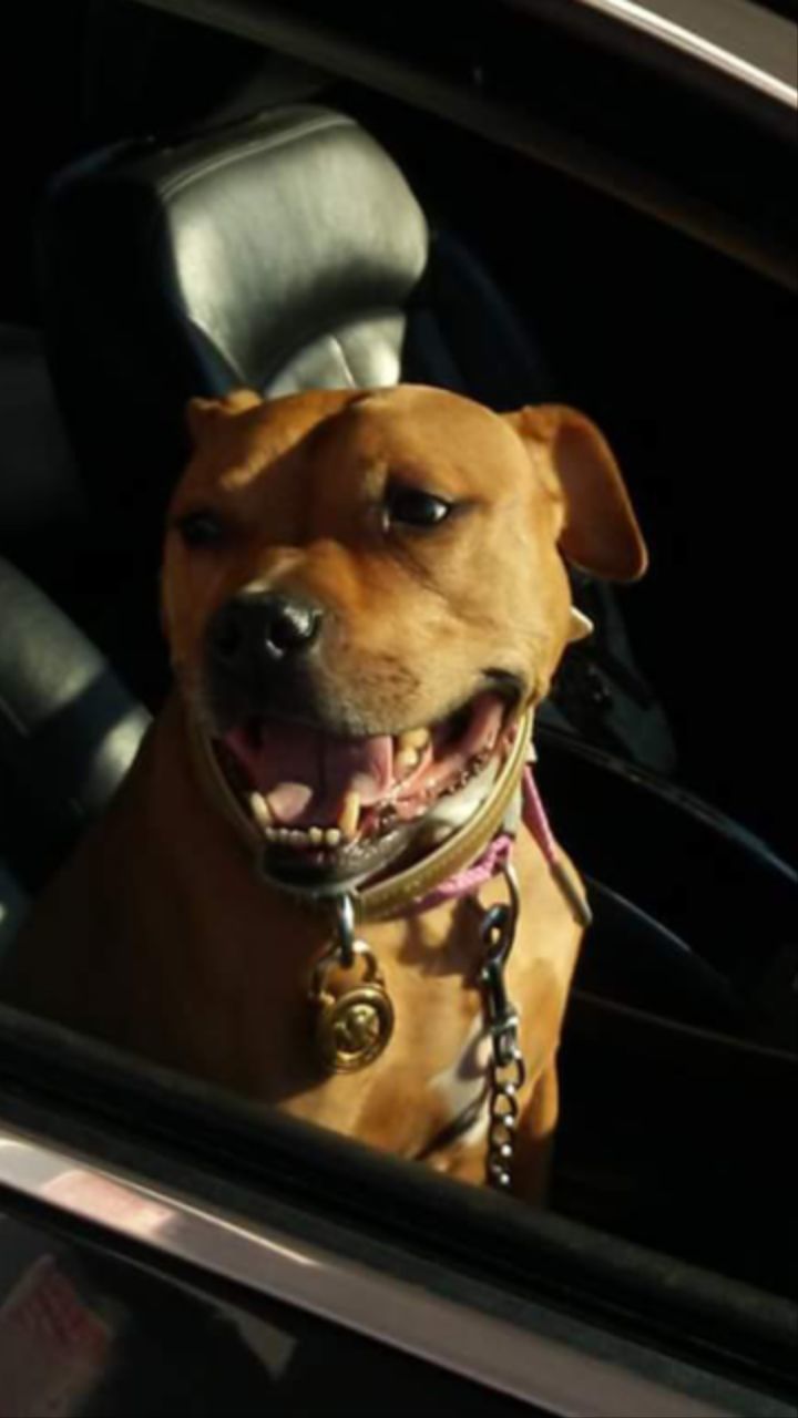 Sheeba